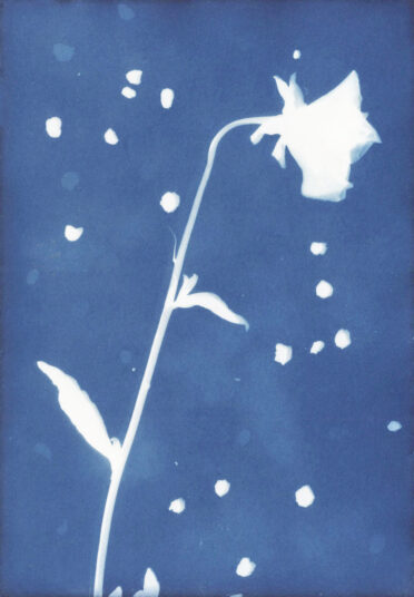 Marie-Luise Liebe, Blau 1, 2020, Cyanotypie, C-Print, 30 × 20 cm, Euro  60,- mit Rahmen