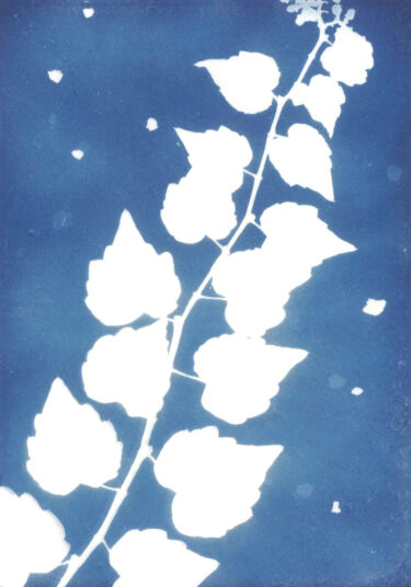 Marie-Luise Liebe, Blau 3, 2020, Cyanotypie, C-Print, 30 × 20 cm, Euro 60,- mit Rahmen