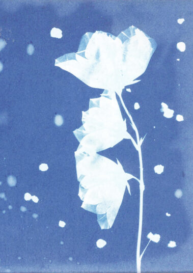 Marie-Luise Liebe, Blau 4, 2020, Cyanotypie, C-Print, 30 × 20 cm, Euro 60,- mit Rahmen